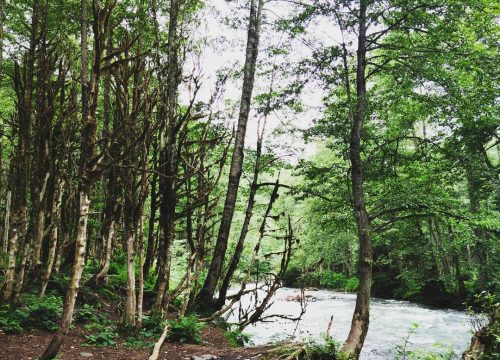 Rize Şimşir Ormanları